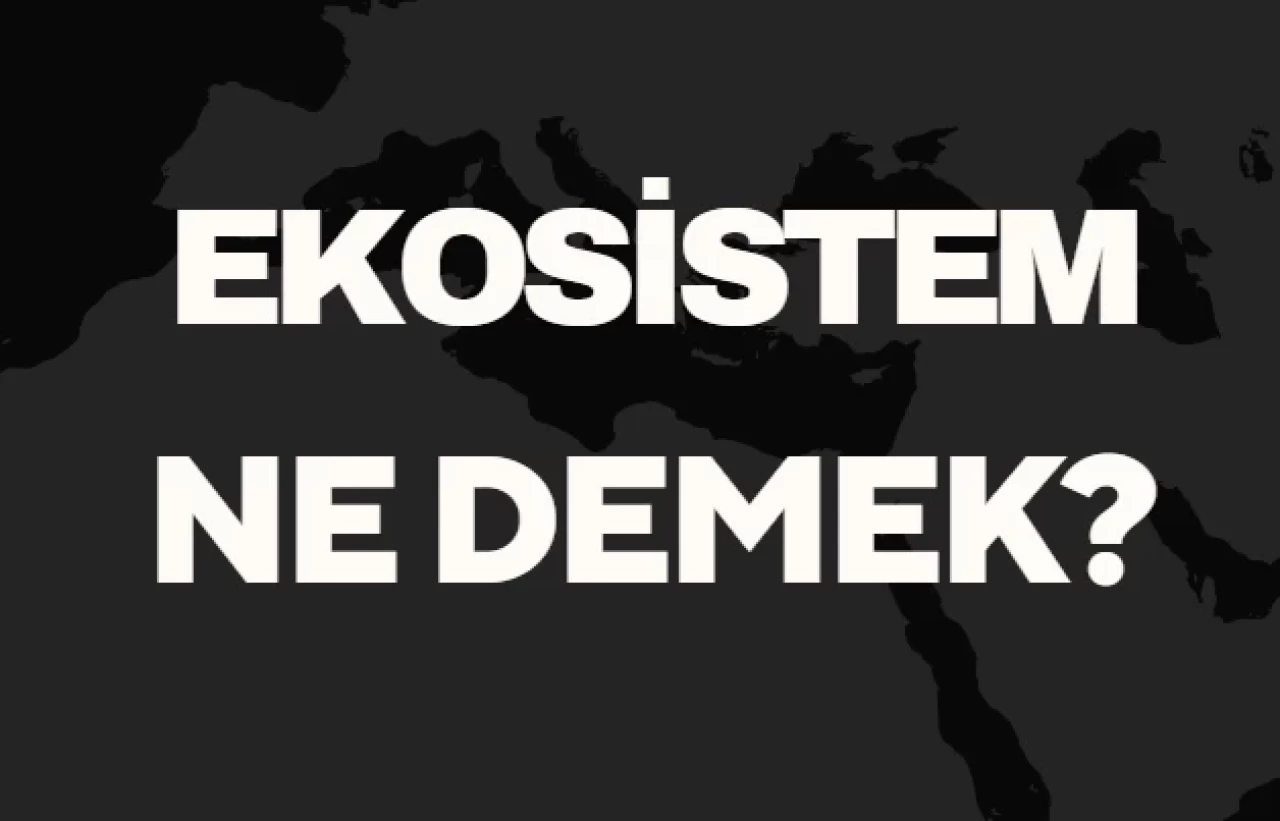 Ekosistem Ne Demek TDK? Anlamı ve Örnek Kullanım Alanları