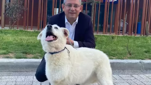 CHP Genel Başkanı Özel, sokak hayvanları yasasına sert tepki gösterdi.