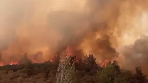 İzmir ve Muğla'daki orman yangınlarıyla ilgili 3 tutuklama