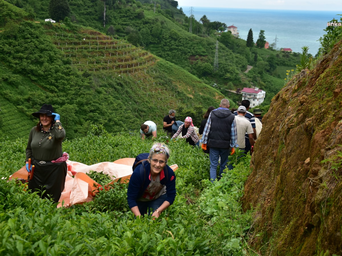 Çay Üreticileri Tepkili, AKP'li Vekilden Dikkat Çeken Açıklama